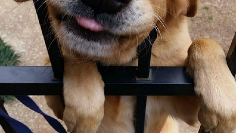 Добродушный охранник 