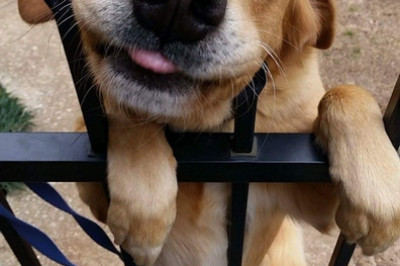 Добродушный охранник 