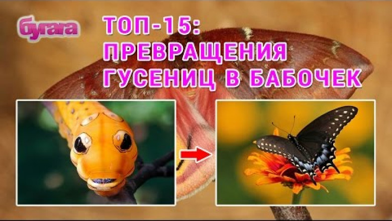 Как гусеницы превращаются в восхитительных бабочек 