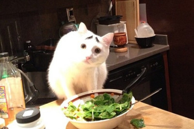 Коты перешли на овощи 
