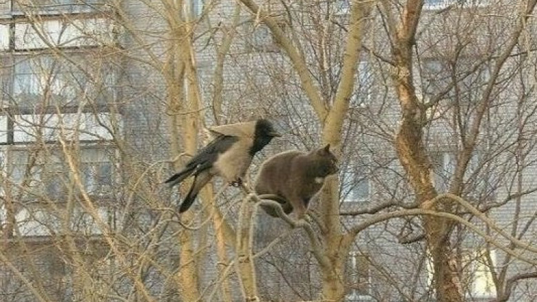 Отличное  средство от депрессии - прикольные фото !