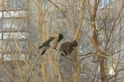 Отличное  средство от депрессии - прикольные фото !