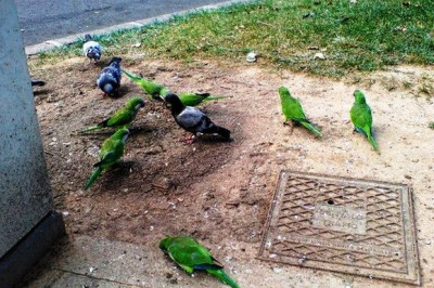 Понаехали тут