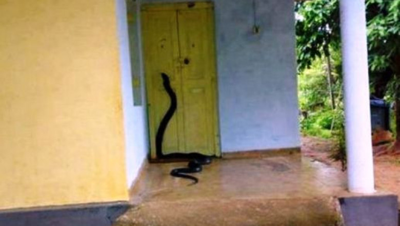 Любимая теща на пороге