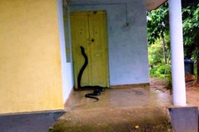 Любимая теща на пороге