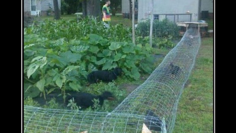 Объекты строгого режима