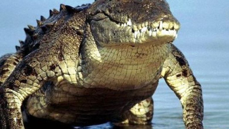 Сатурну уже хватит