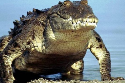 Сатурну уже хватит