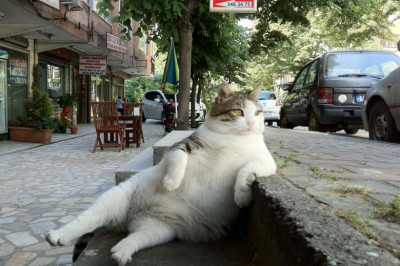 Деловые коты