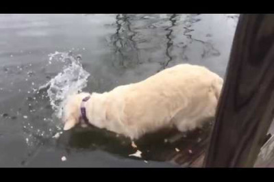 Пёс- рыболов 