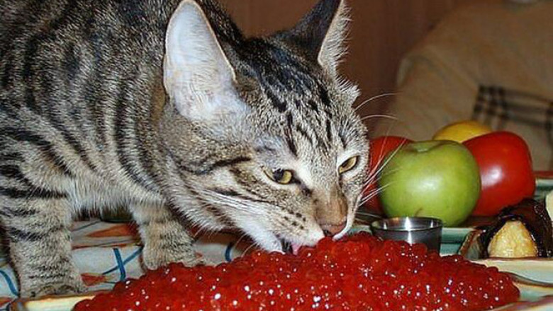 Будни сахалинских котов