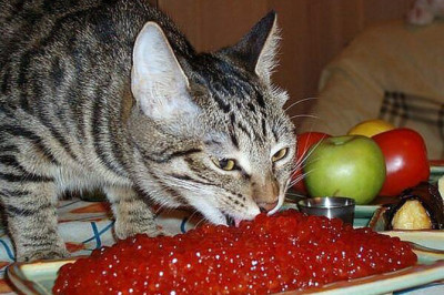 Будни сахалинских котов