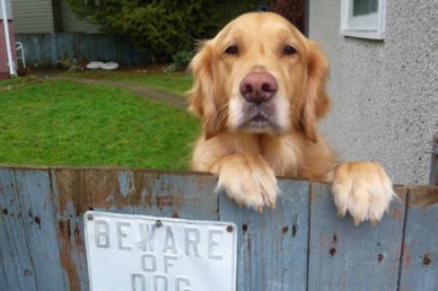 Хозяева просчитались в выборе собаки-охранника 