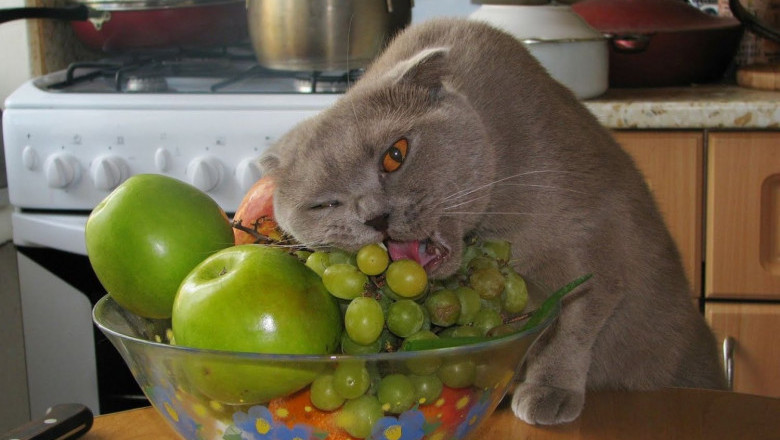 Коты кушают фрукты 