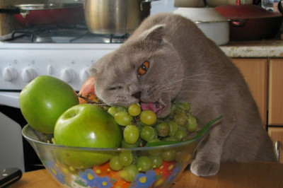 Коты кушают фрукты 