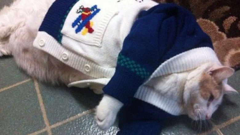 Откормленные коты