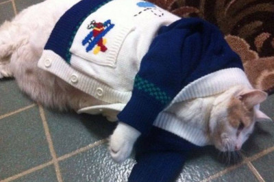 Откормленные коты