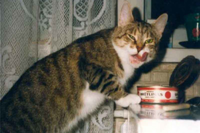 Тяжелые времена наступили для кота