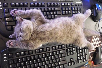 Кошачья месть