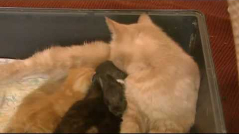 Кошка усыновила крольчонка 