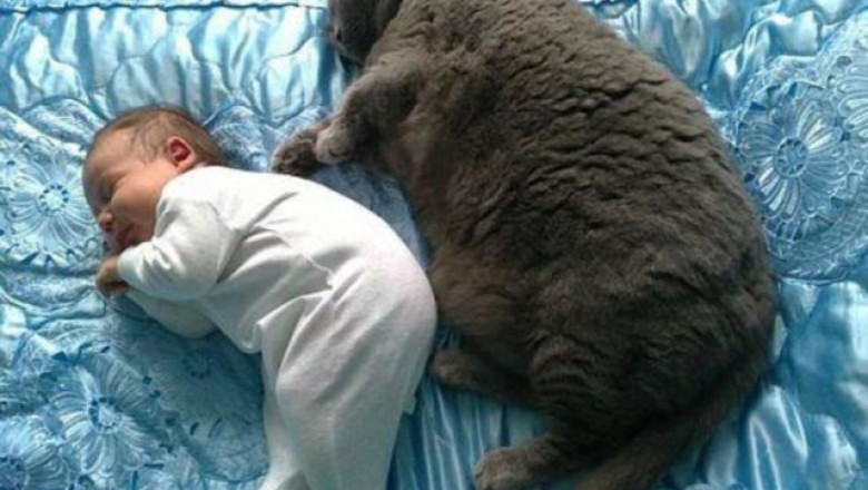 Малыш и кот сладко спят 