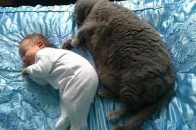 Малыш и кот сладко спят 