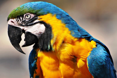 Неугомонный попугай