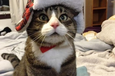 Загулявший кот