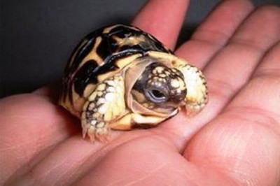 Живее всех живых