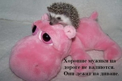 Колючие и прикольные