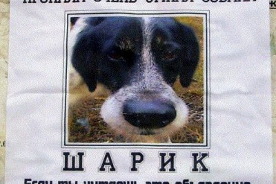 Пропала собака по кличке Дружок