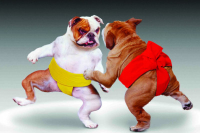 Завидная живучесть некоторых собак