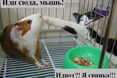 Зверек, которого уважает весь мир