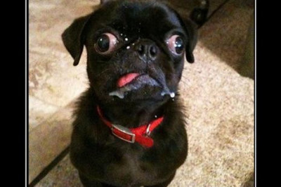 Косоглазие случается не только у людей