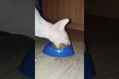 Кот-экскаватор 