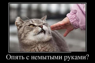Не вводите кота в ярость