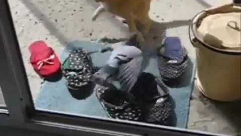 Голубь атакует кота 