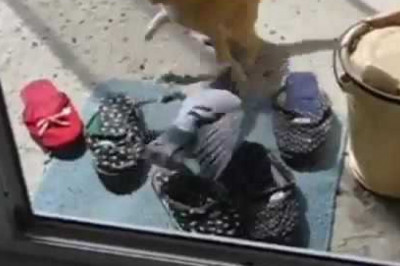 Голубь атакует кота 