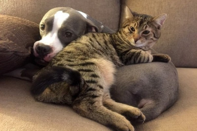 Как кошка с собакой 