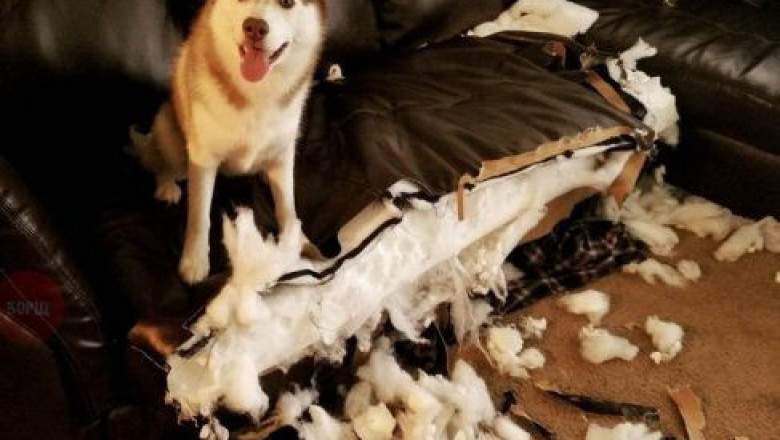 Хозяин , ты пропустил самое весёлое 