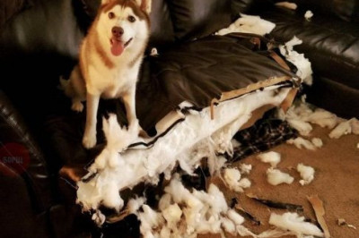 Хозяин , ты пропустил самое весёлое 