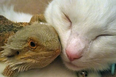 Удивительная дружба кота и бородатой агамы 