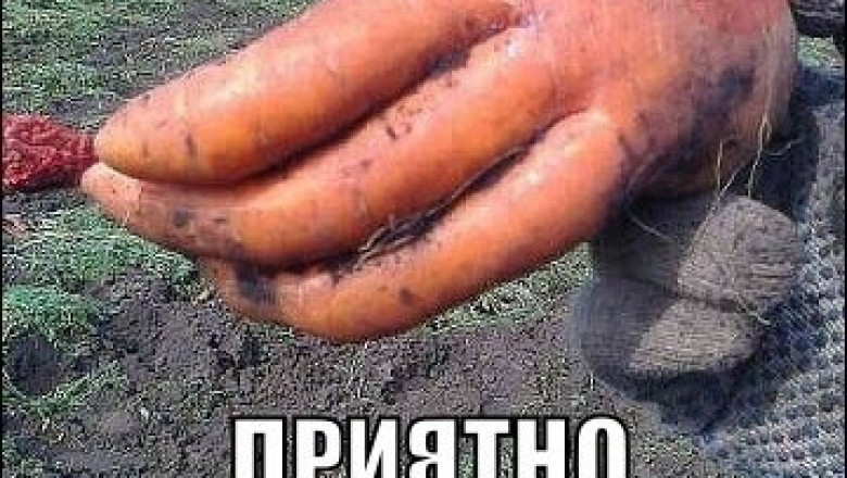 Импровизация с овощами