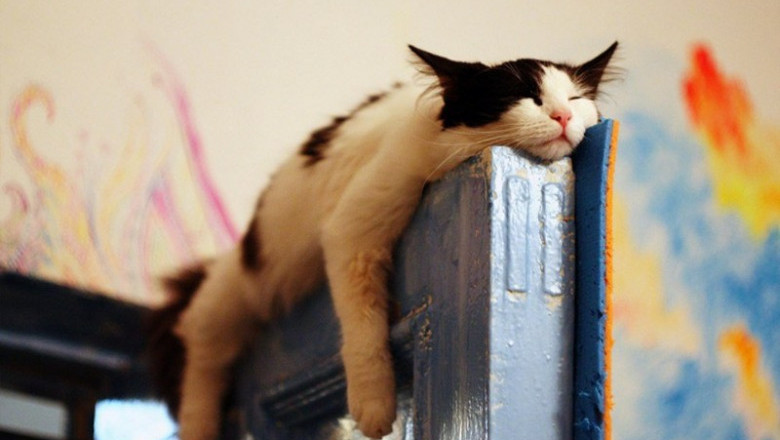 Котики отдыхают