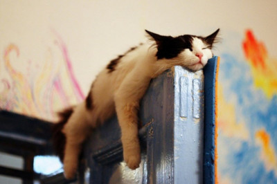 Котики отдыхают