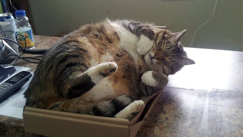 Коты в коробках