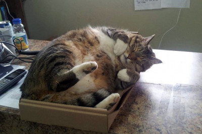 Коты в коробках