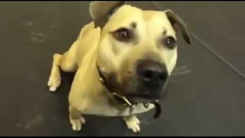 Реакция собаки на пиццу 