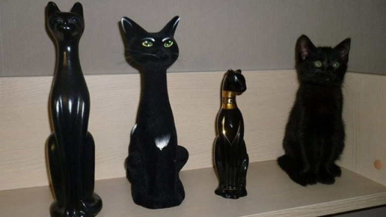 Мастер маскировки