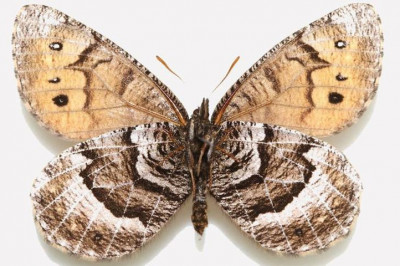 Неизвестные виды фауны открытые в 2016 году 